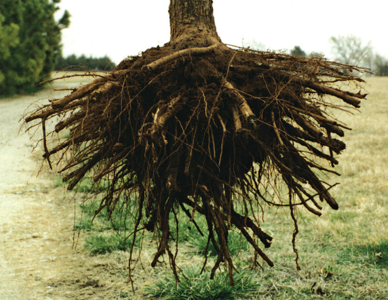 Chestnut Tree Châtaignier Castanea v. dentata x mollissima 1 Gallon/3.8 Liter Air Pruned using RootMaker®