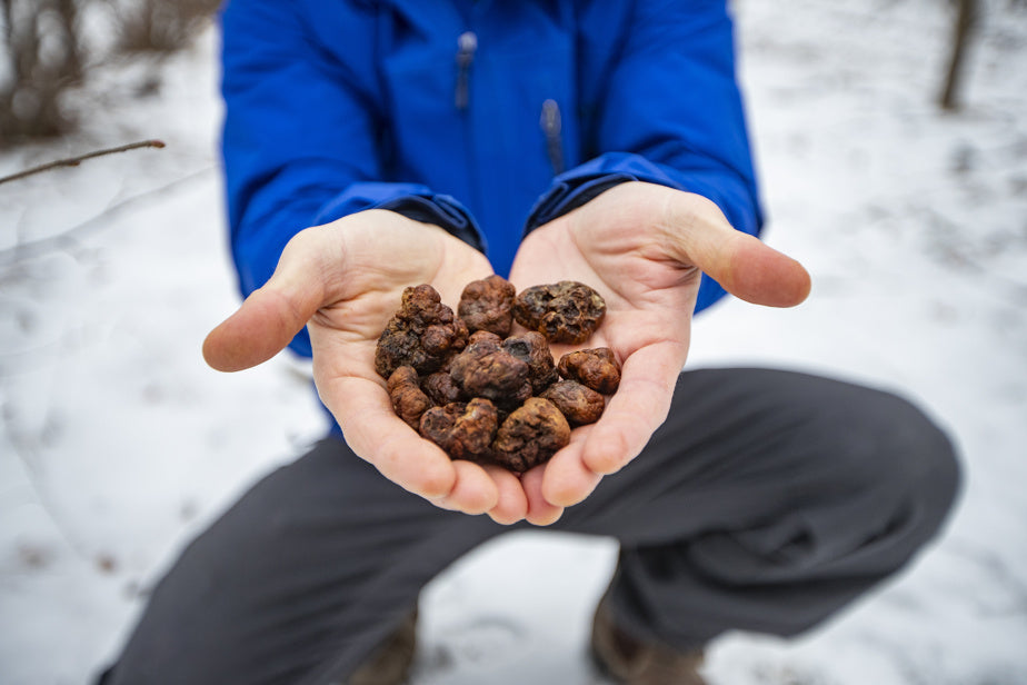 Orchards Legacy Bianchetto Truffle Hazelnut Tree