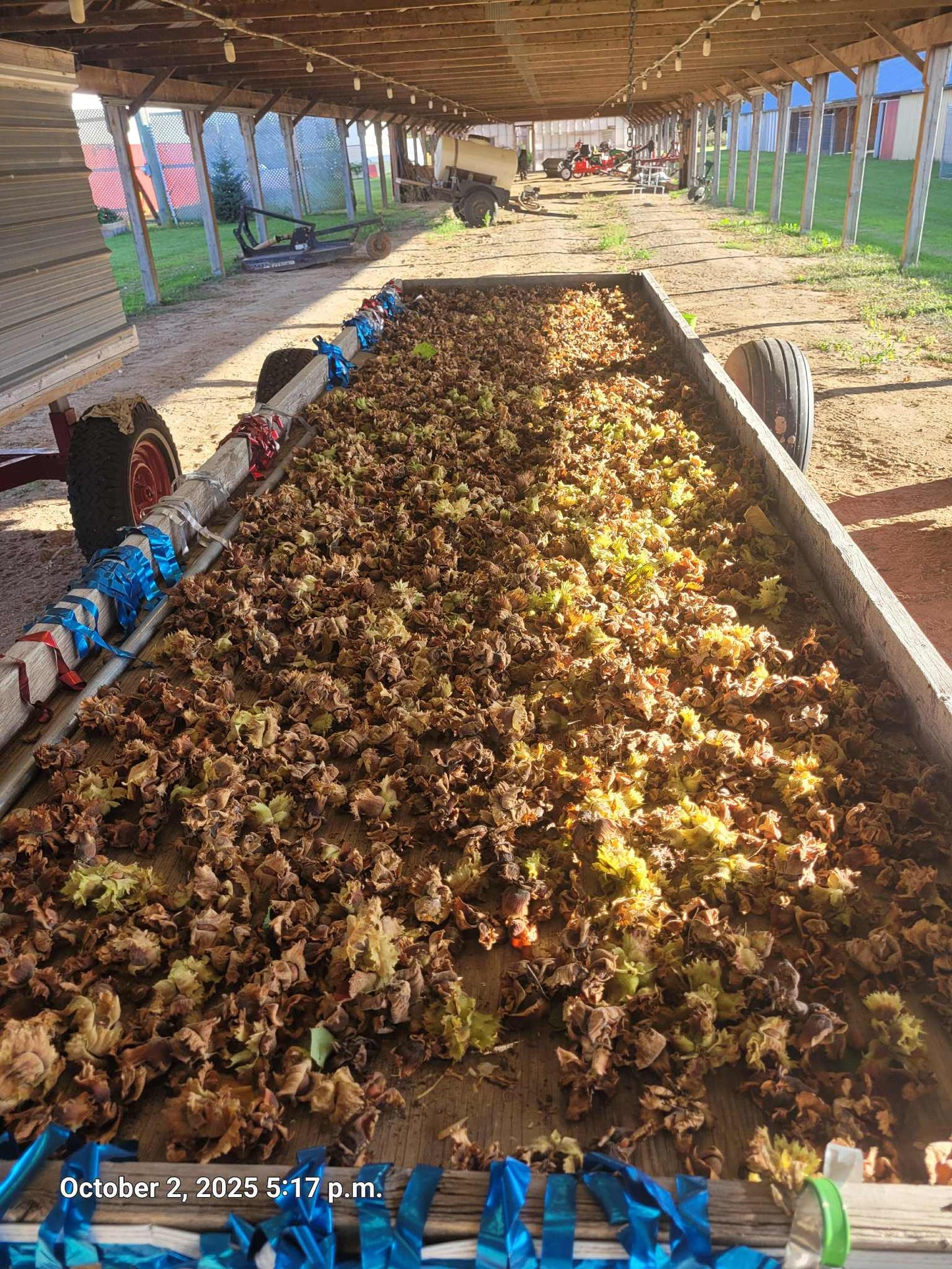 Morris Hazelnut Tree Hybrid Bundle Bare Root QTY 75 Trees