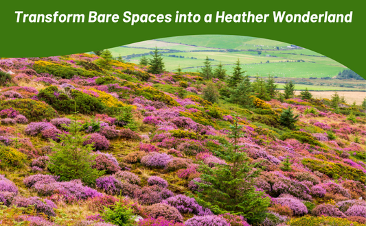 Scotch Heather 'Calluna Vulgaris' 1 Gallon/3.8 Liter Potted Plant