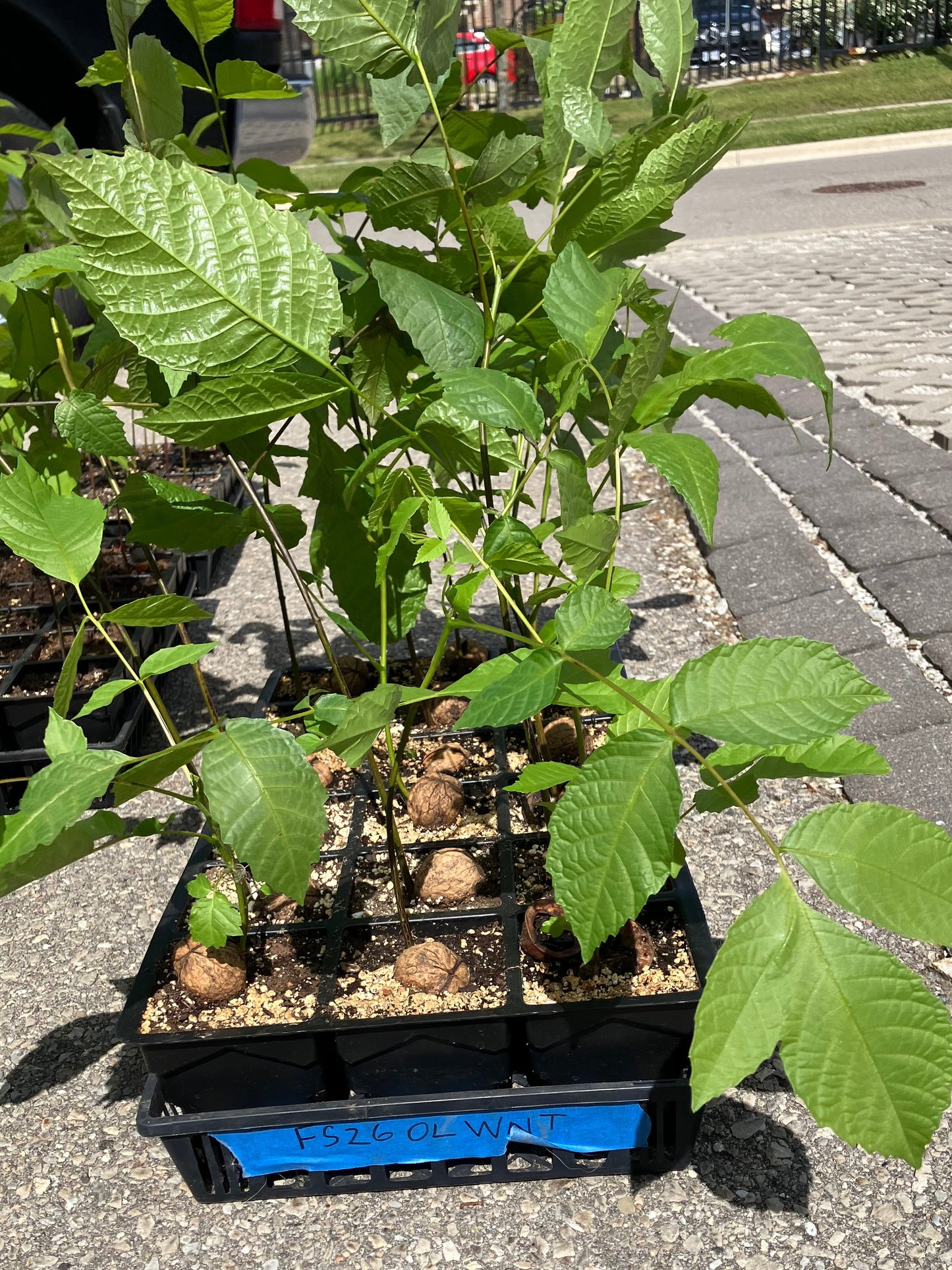 Orchards Legacy Walnut Tree Noyer Woodbridge Village Farmers Market On Site Deals PICK-UP ONLY