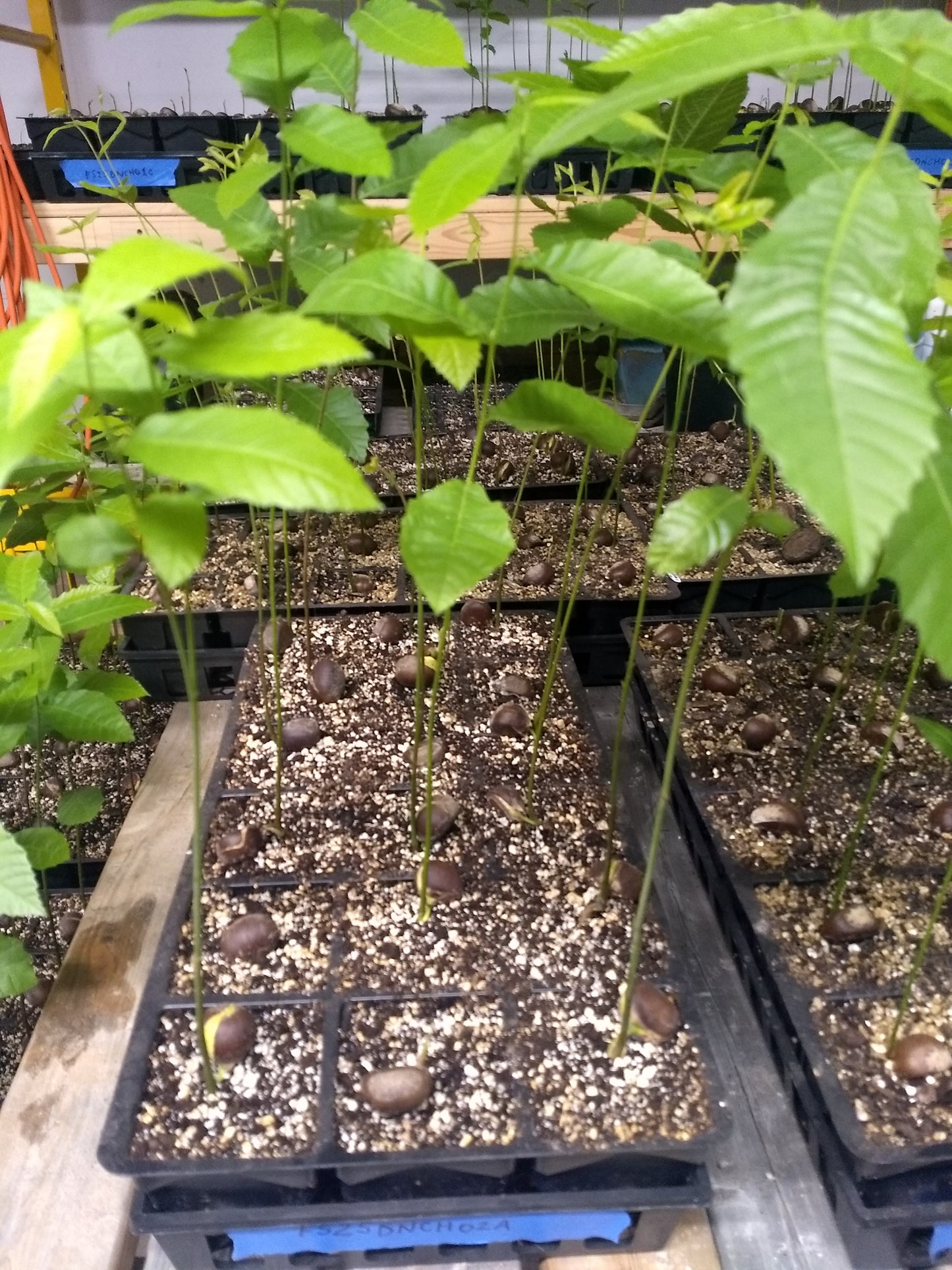Chestnut Tree Châtaignier Castanea v. dentata x mollissima 1 Gallon/3.8 Liter Air Pruned using RootMaker®