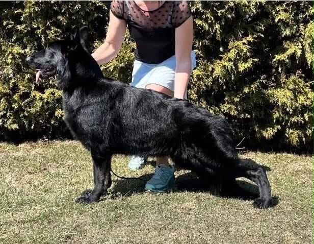 German Shepherd Puppies 2 Males 6 Females