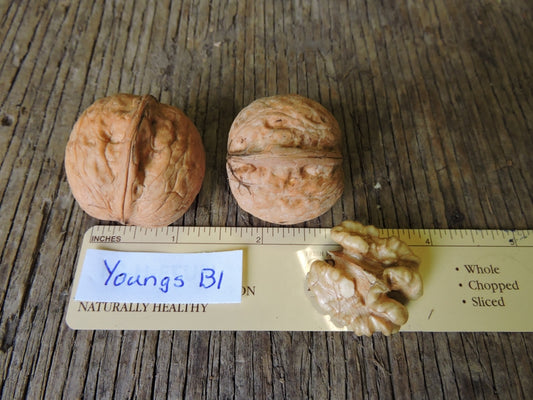 Orchards Legacy Walnut Tree Local Pick-up Only