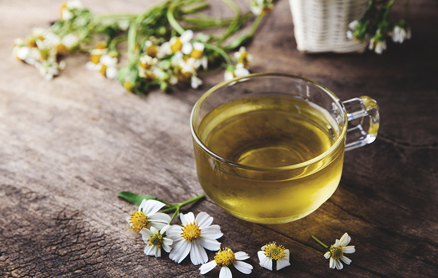 German Chamomile 1 Gallon/3.8 Liter Potted Plant
