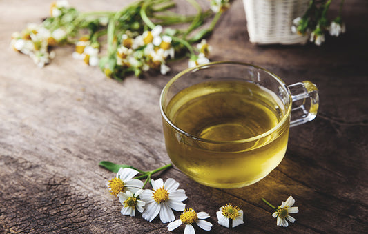 German Chamomile 1 Gallon/3.8 Liter Potted Plant