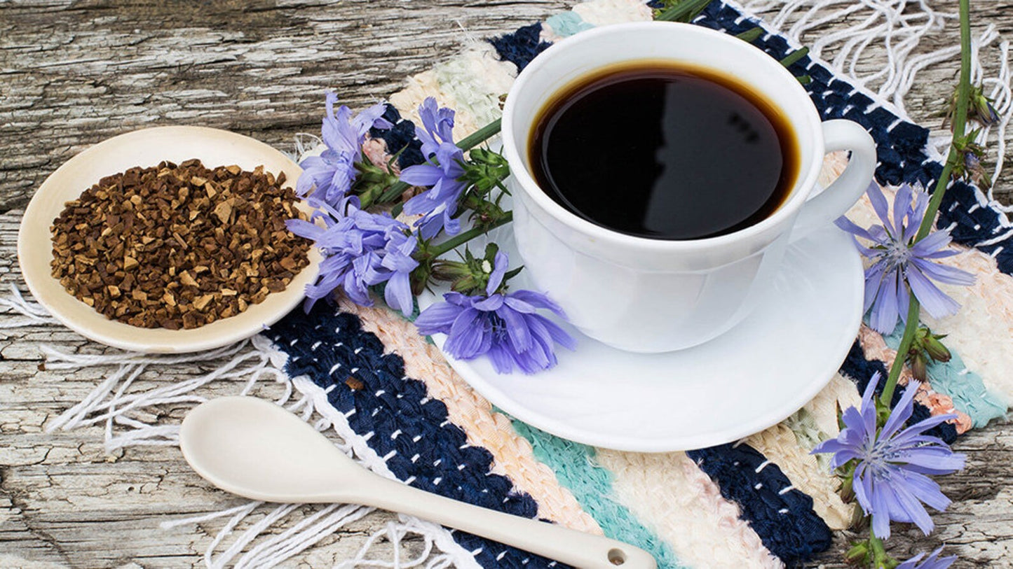 Blue Chicory 1 Gallon/3.8 Liter Potted Plant Cichorium intybus var. sativum