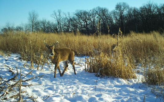 Hunters Enticement Deer Habitat Package 1 Acre/4,050 sq meters