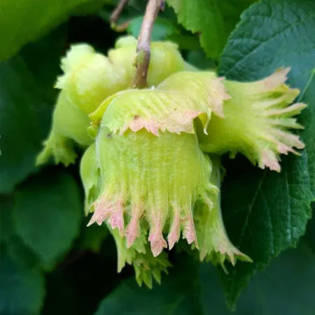 Morris Hazelnut Tree Hybrid Bundle Bare Root QTY 75 Trees