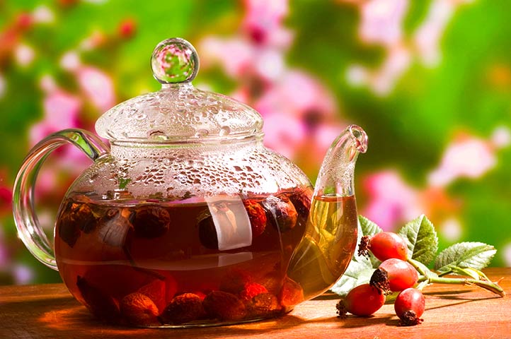 Canadian Wildfire Rose 1 Gallon/3.8 Liter Potted Plant