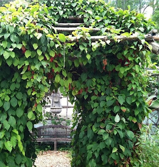 Schisandra Berry 1 Gallon/3.8 Liter Potted Vine Plants